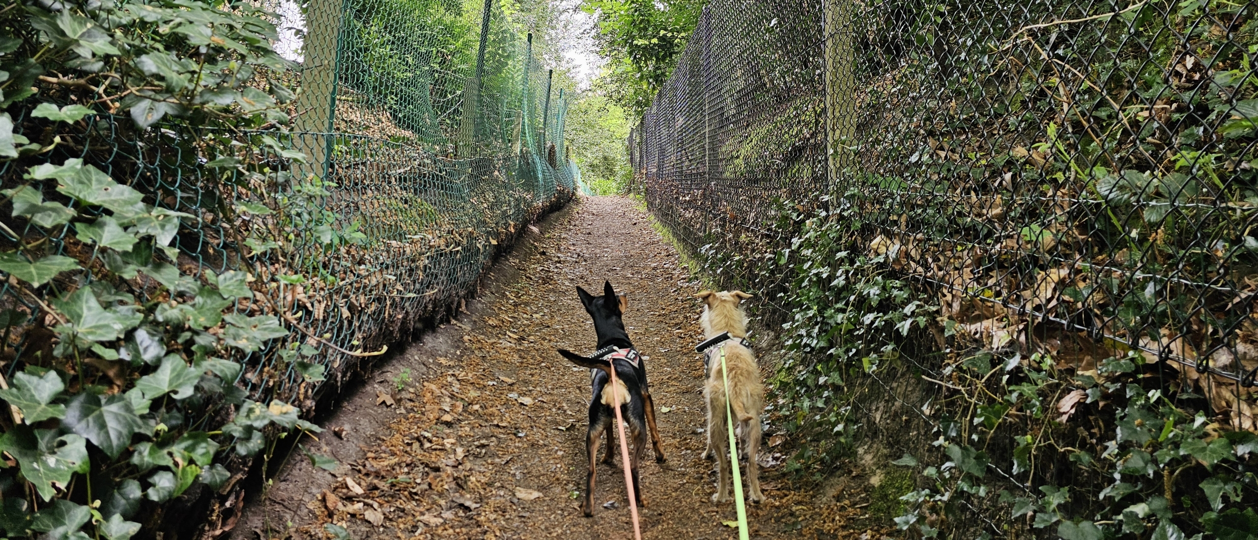 Wandelen in Deurle met hond: Gust de Smetwandelroute in Sint-Martens-Latem