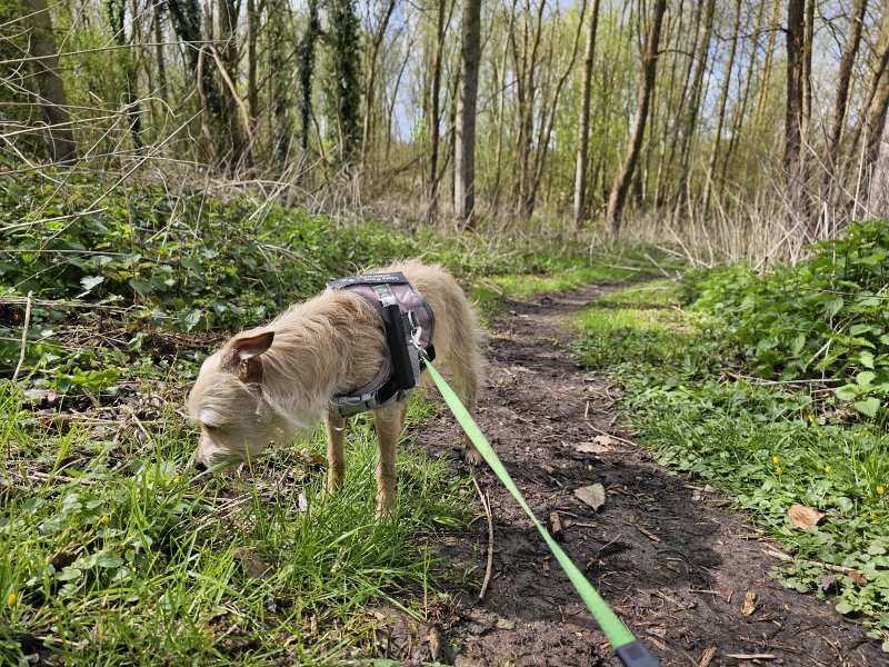 Wandelen in Dilbeek met hond