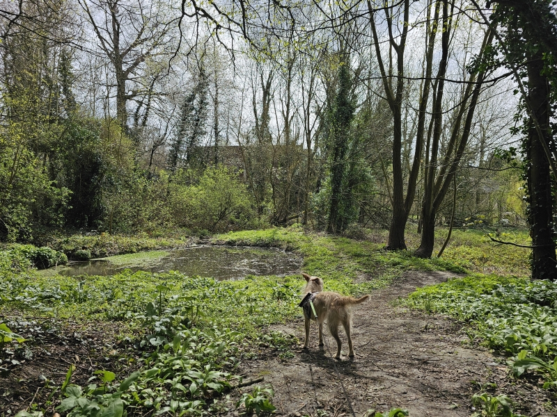 Wandelen in Dilbeek: Thaborberg Kattebroek natuurgebied met hond