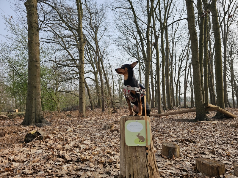 Wandelen in Duffel met honden en kinderen: Mosterdpot Goorbosbeekvallei blauwe en groene wandelroute