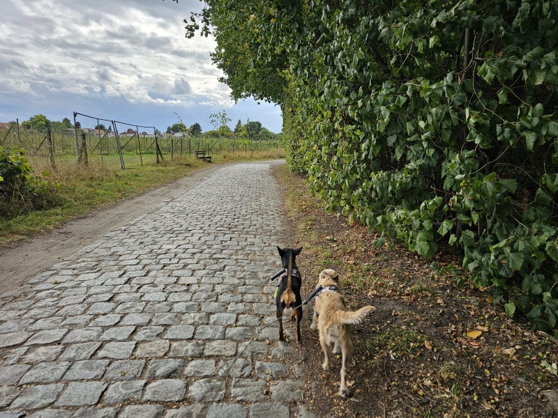 Wandelen in Edegem, Antwerpen met honden wandelroute door Hof ter Linden