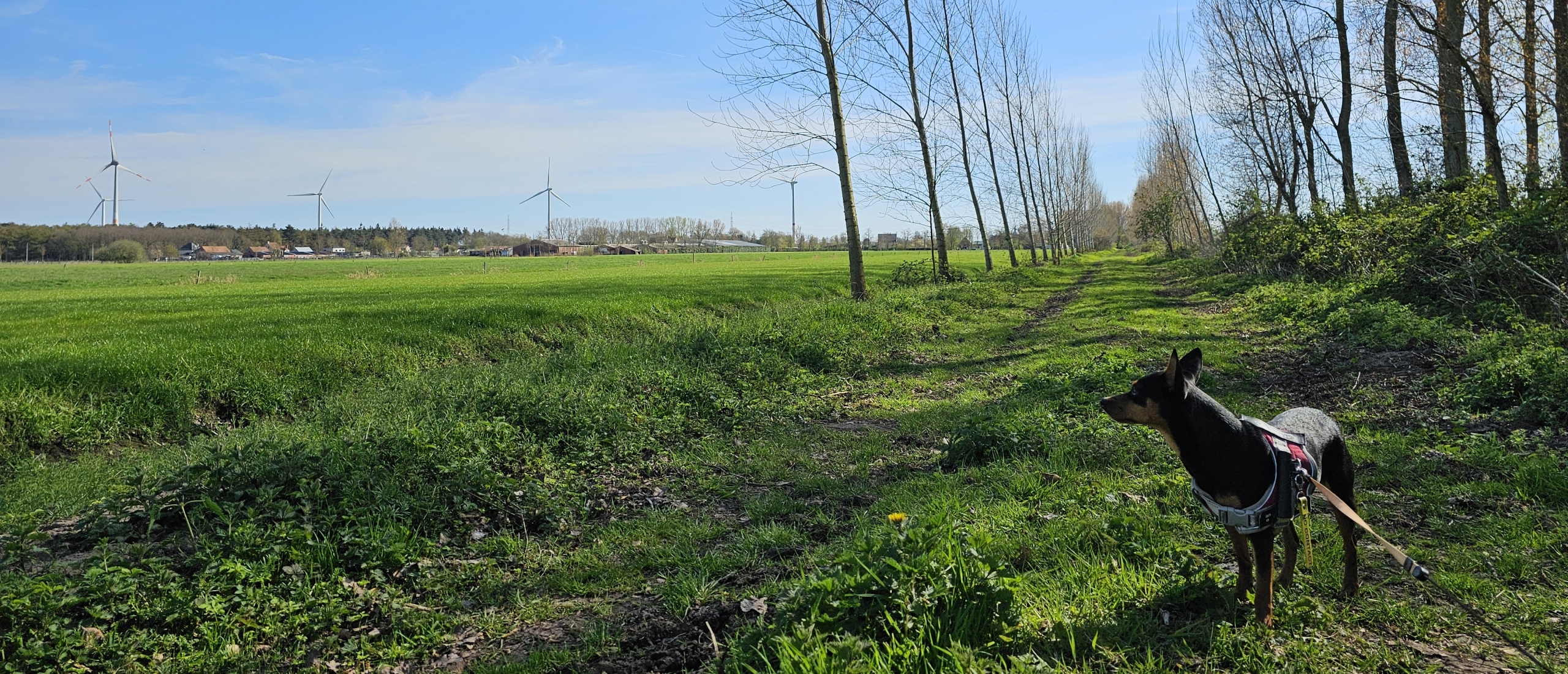Wandelen in Eeklo met hond door de Moseikdreef en langs het Waaibos en het SintJansbos