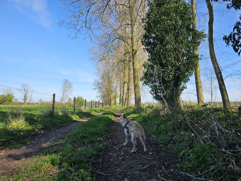 Wandelen in Eeklo met hond langs trage wegen door de natuur