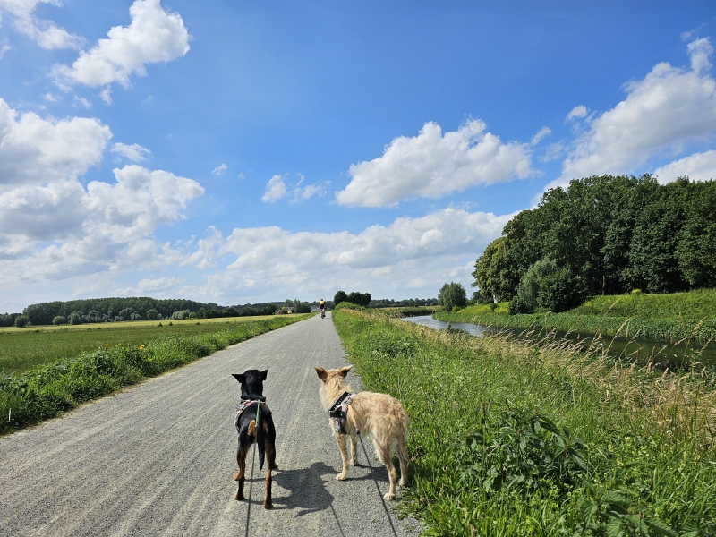 Wandelen in en rond Zemst met hond: de mooiste wandelroutes