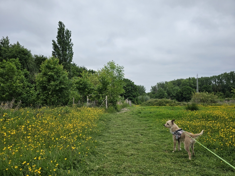Wandelen in Ename door het bos met hond