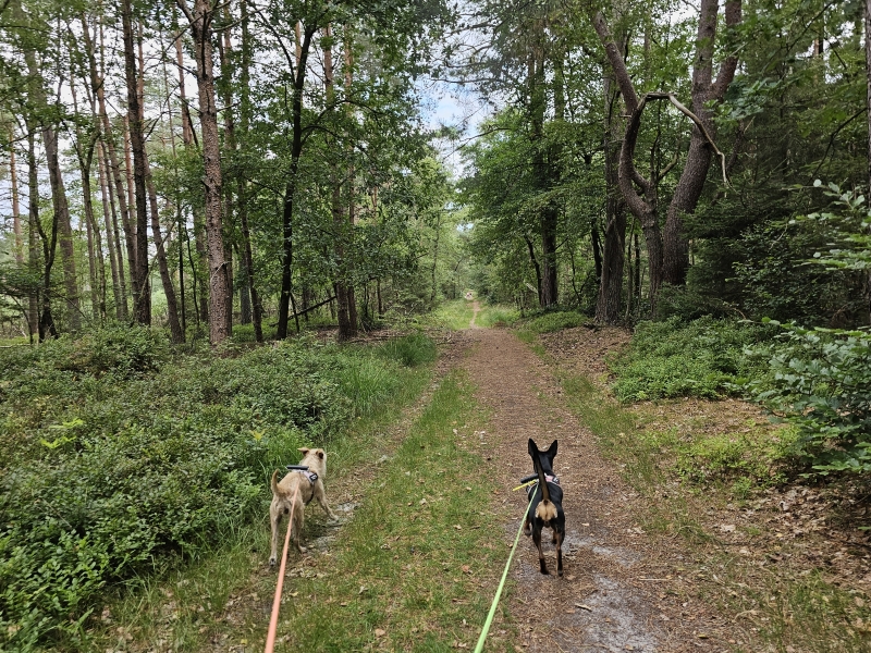 Wandelen in Epe met hond op Majuba