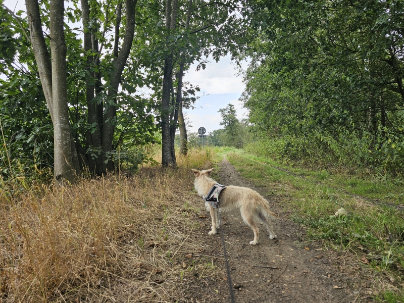 Wandelen in Geel met hond: Neerhelst - De Botten Wandelen in Geel met hond: Neerhelst - De Botten