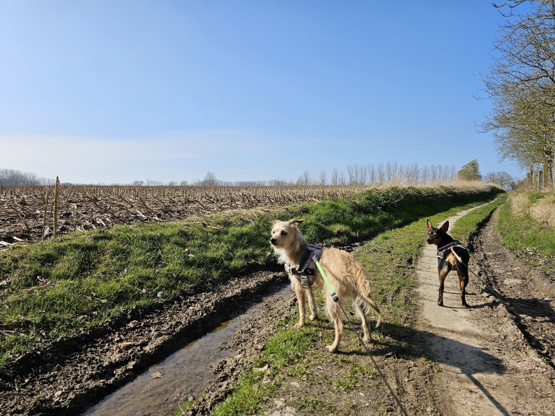Wandelen in Haaltert met honden door de natuur Wandelen in Haaltert met honden door de natuur