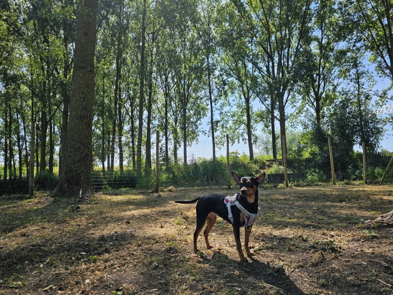 Wandelen in Hamme hond los in het hondenbos
