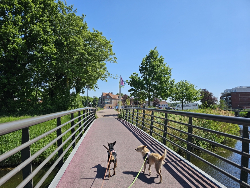 Wandelen in Hulst met hond