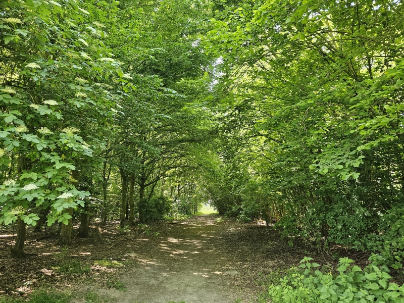 Wandelen in Izegem met hond: het Rhodesgoed bos in Krachtem