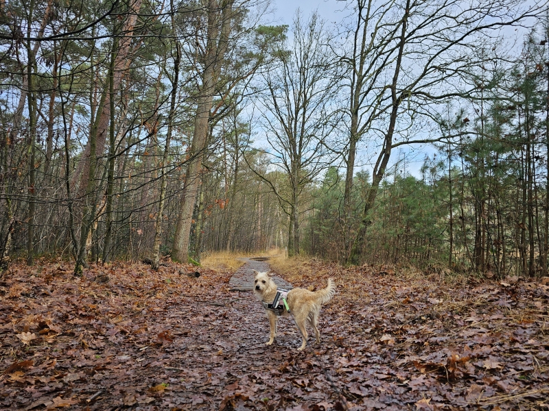 Beringen met Beringen met