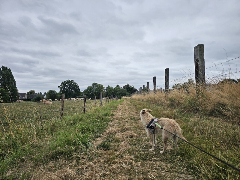 Wandelen in Lebbeke 10 kilometer langs trage wegen door de natuur