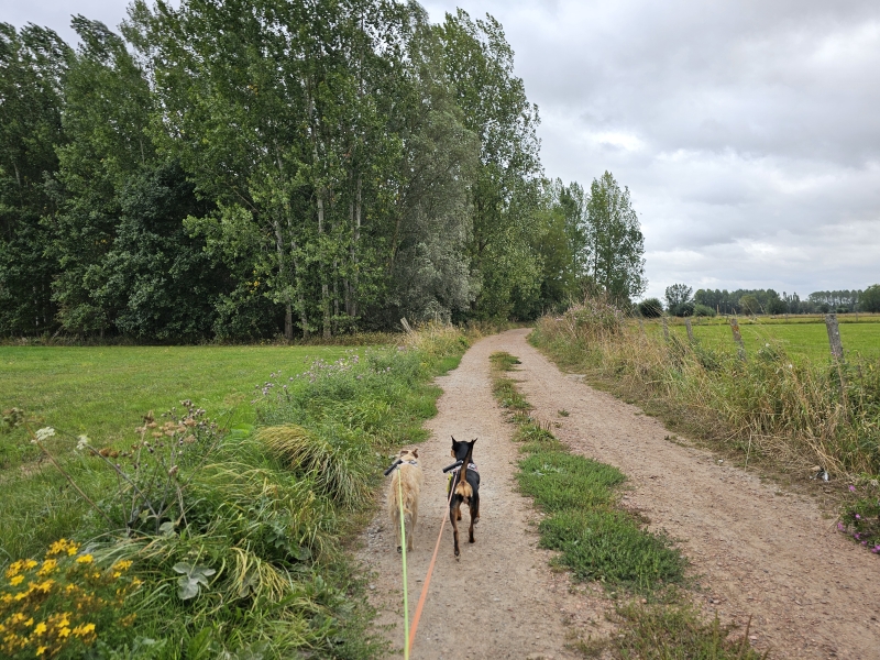 Wandelen in Lebbeke met hond Wandelen in Lebbeke met hond