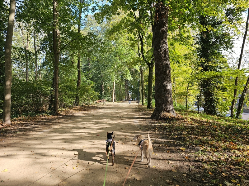 Wandelen in Lier met honden Wandelen in Lier met honden