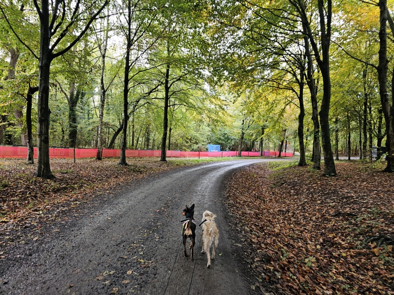 Wandelen in Lokeren met hond
