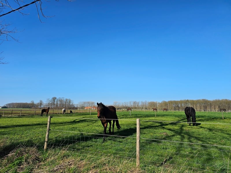 Wandelen in Maldegem: natuurgebied Burkel - Torrebos Wandelen in Maldegem: natuurgebied Burkel - Torrebos