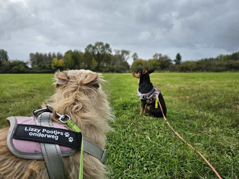 Wandelen in Massemen, Wetteren: het molenbeekpad wandelroute met hond