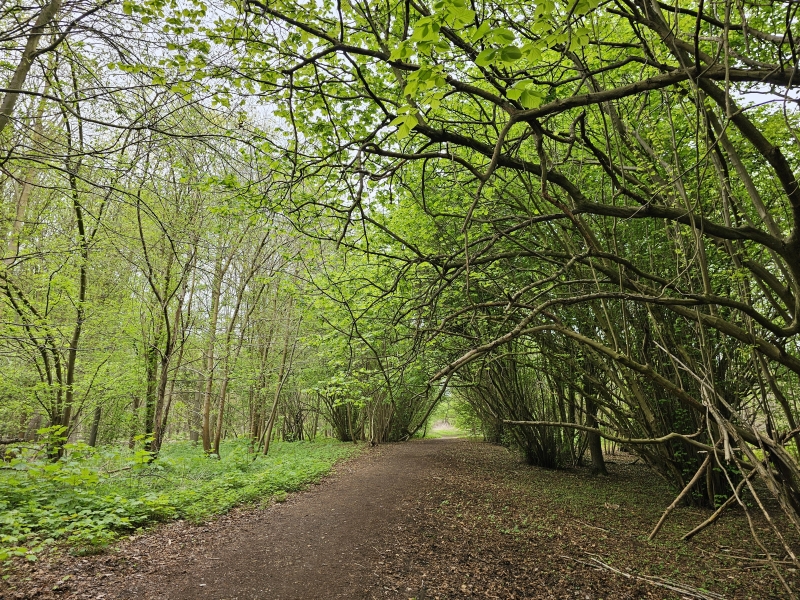 Wandelen in Mechelen met hond