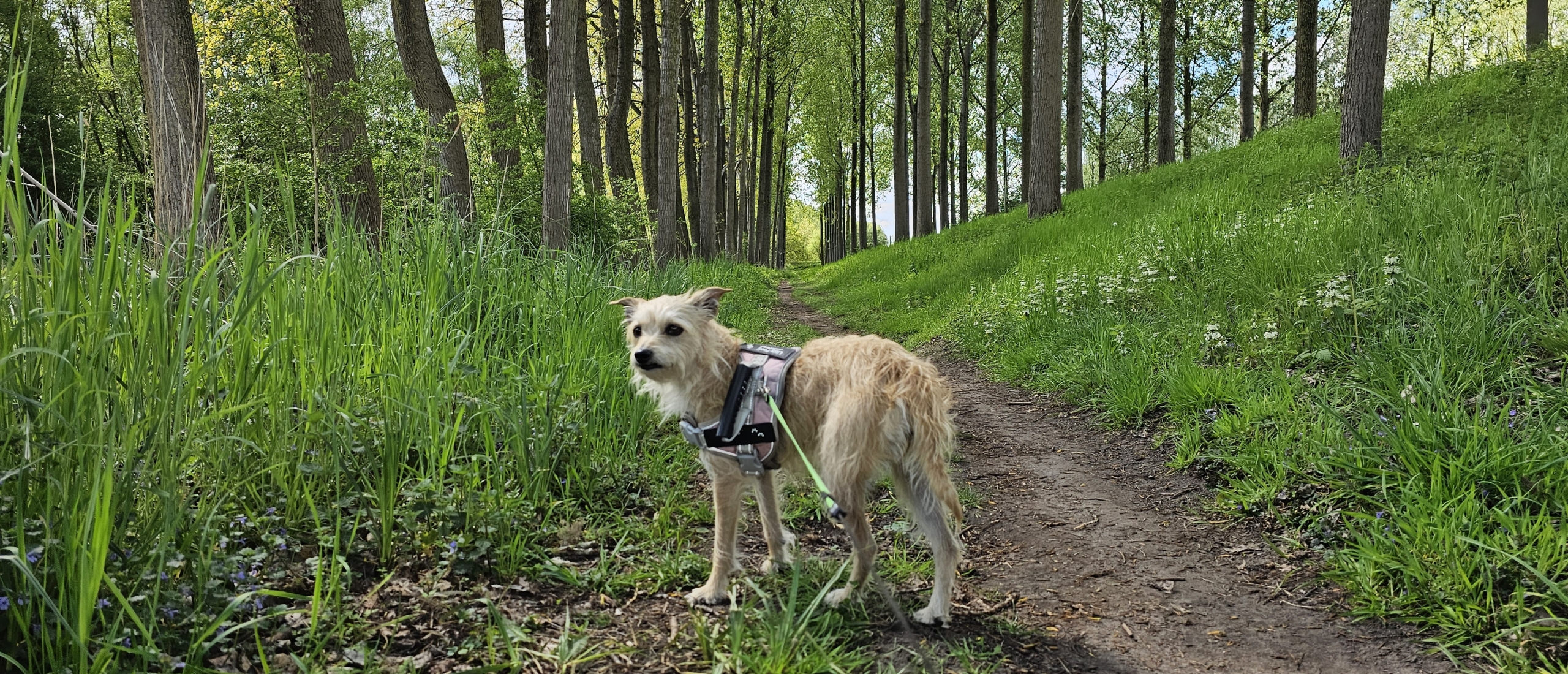 Wandelen in Meerdonk: de Saleghem wandelroute in Sint-Gillis-Waas
