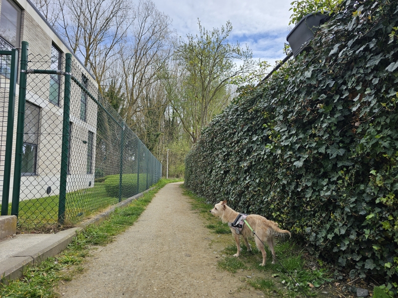 Wandelen in Melsbroek met hond