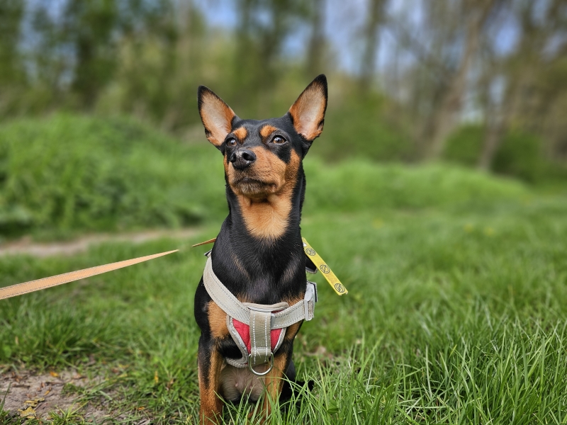 Wandelen in Merelbeke-Melle met hond door de natuur Wandelen in Merelbeke-Melle met hond door de natuur