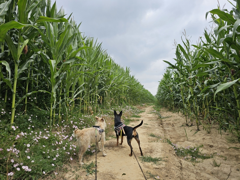Wandelen in Nederhasselt, Ninove met hond door de natuur Wandelen in Nederhasselt, Ninove met hond door de natuur