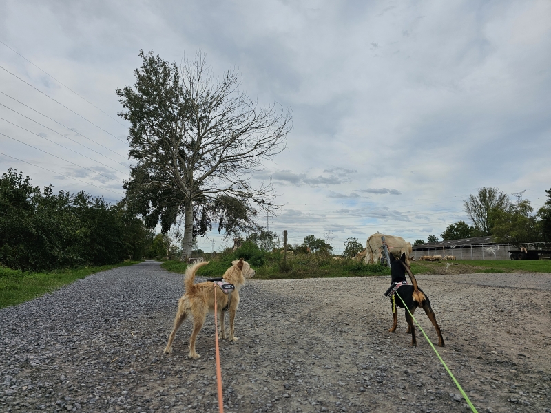 Wandelen in Niel wandelroute