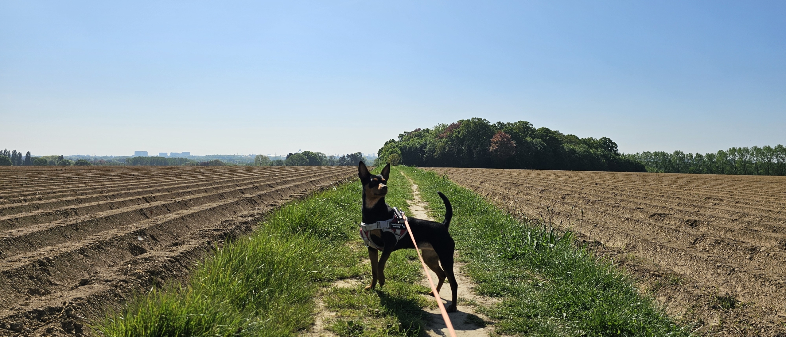 Wandelen in Oppem, Meise: de Hop naar Oppem wandeling met hond met een prachtig uitzicht