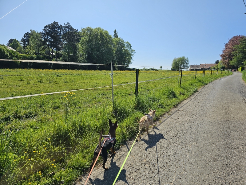 Wandelen in Oppem met hond