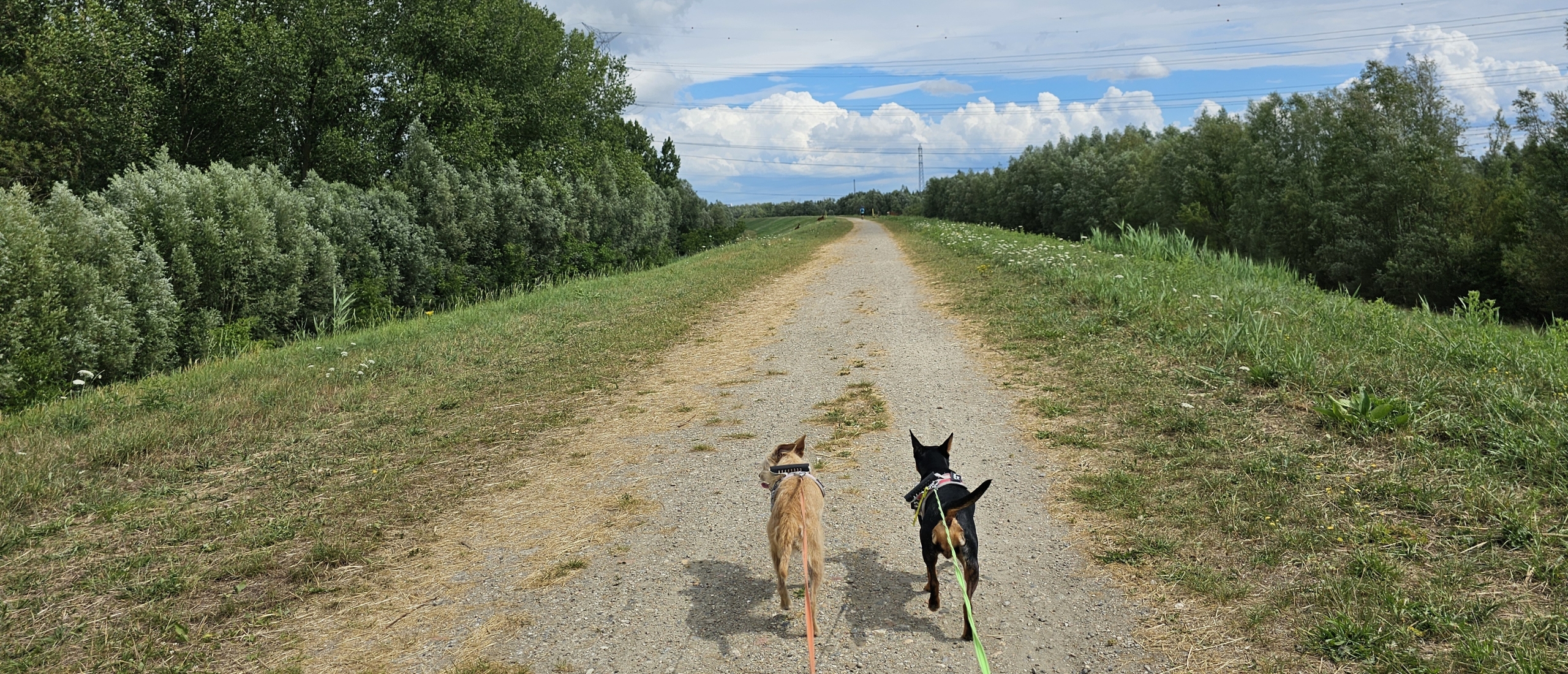 Wandelen in Rupelmonde met hond: De Rupelmondse Kreek wandelroute