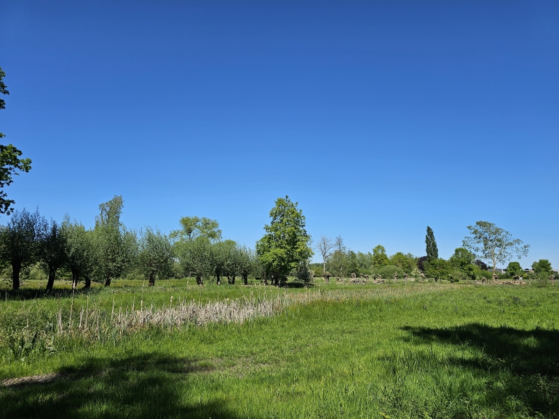 Wandelen in Sint-Martens-Latem met hond door de natuur Wandelen in Sint-Martens-Latem met hond door de natuur