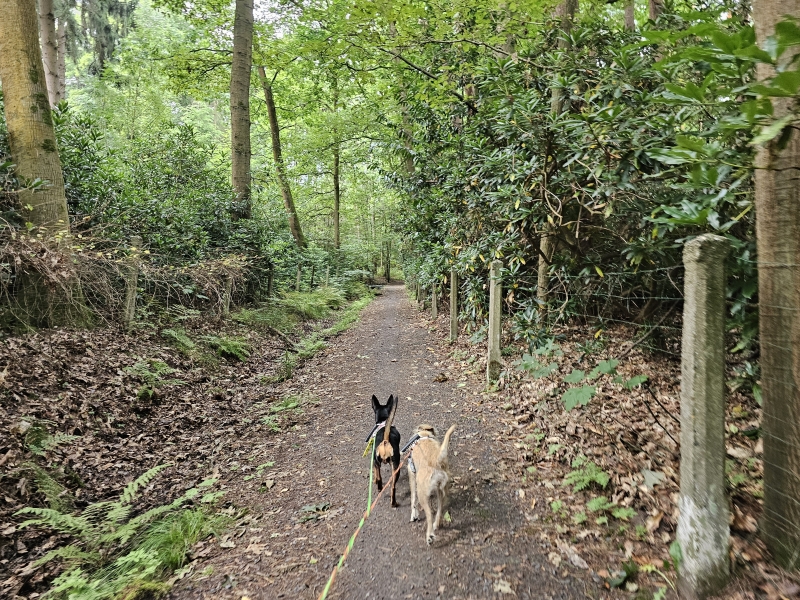 Wandelen in Sint-Niklaas met hond in de natuur