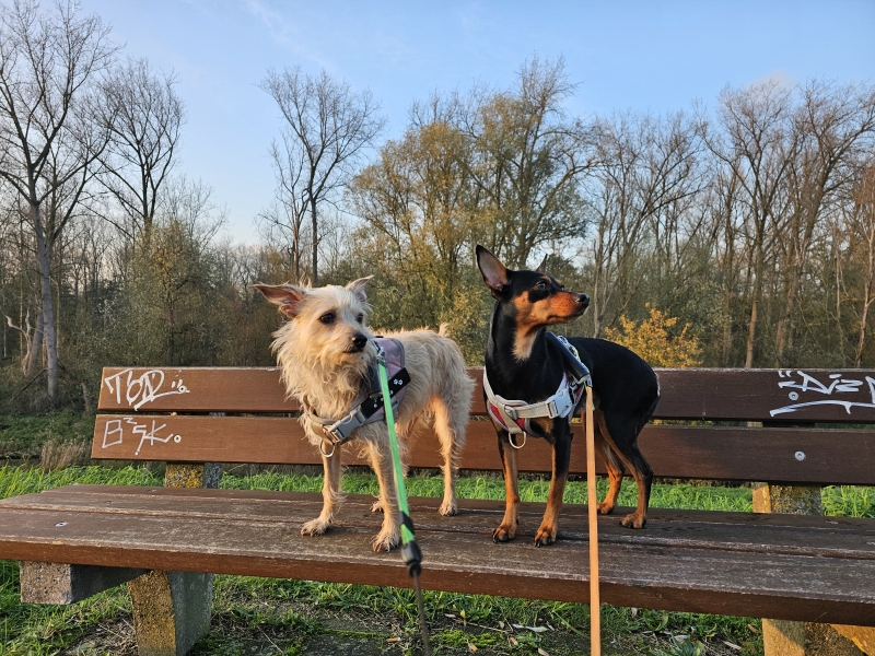 Wandelen in Steendorp met hond langs de Schelde, het fort en het Gelaagpark