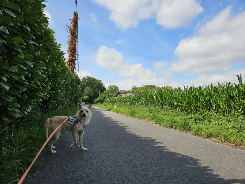 Wandelen in Stekene met hond