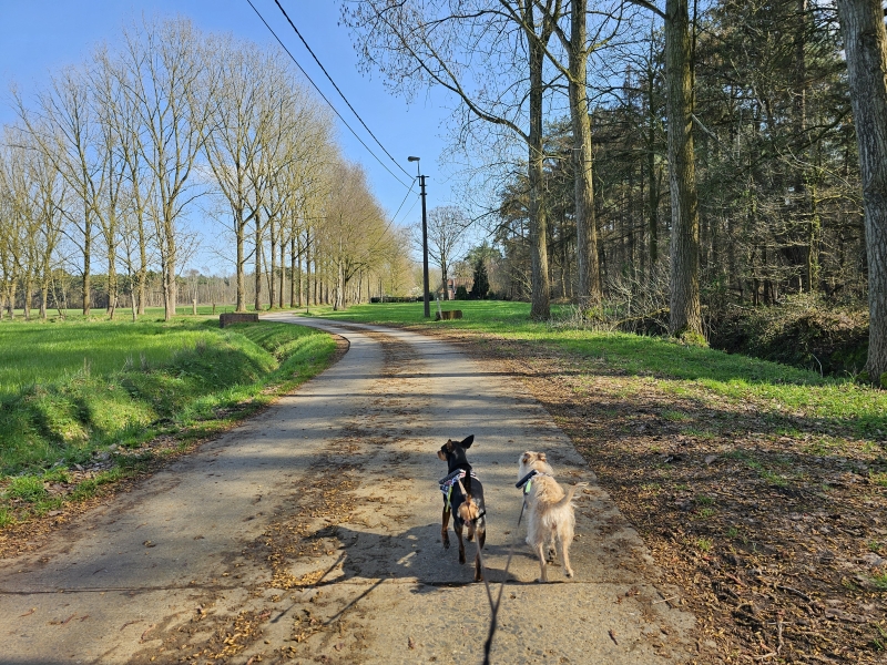 Wandelen in Ursel, Aalter met hond Wandelen in Ursel, Aalter met hond