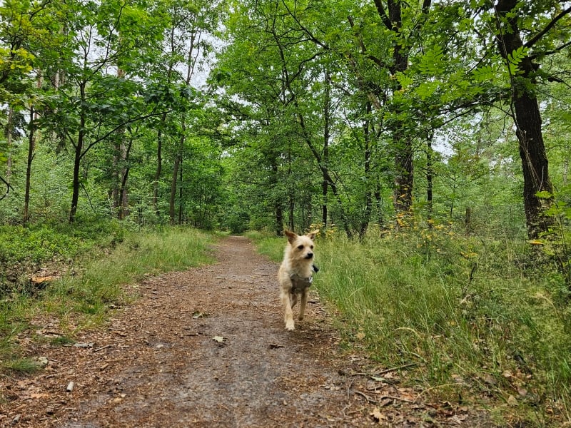 Wandelen in Vierhouten hond los boswandeling