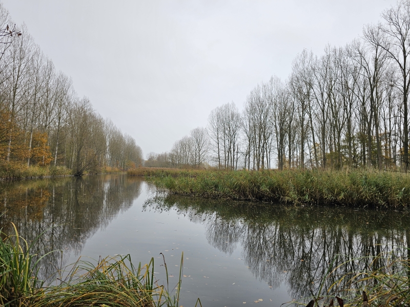 Wandelen in Wachtebeke met hond