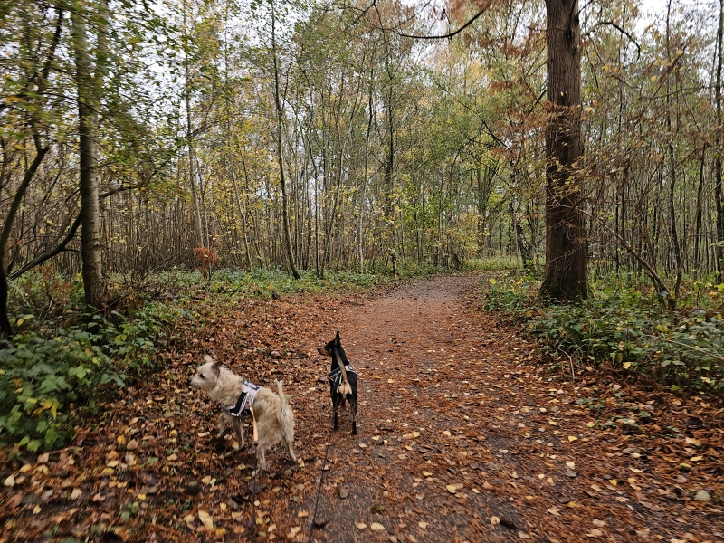 Wandelen in Wachtebeke met hond