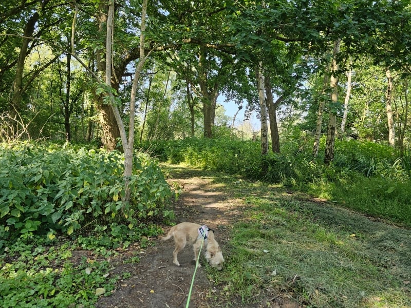 Wandelen in Willebroek met hond door de Biezenweiden