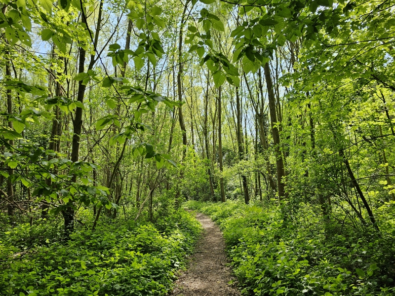 Wandelen in Wilrijk met hond: Struisbeekvallei, Fort 6, park van Eeden, campus de drie eiken, volkstuintjes vinkenveld, trage wegen en een stukje bos