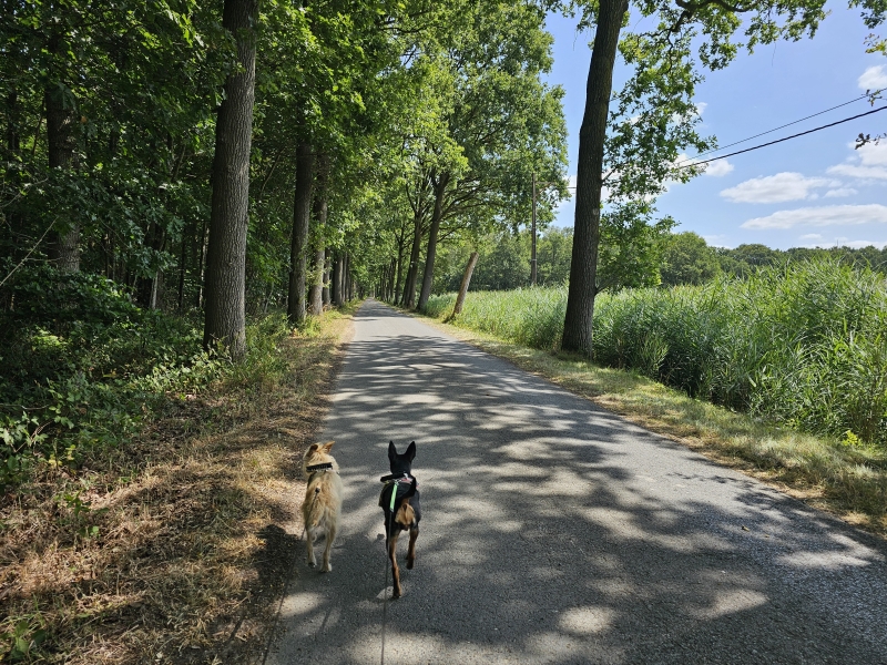 Wandelen in Wingene met hond: de Wildenburg wandelroute