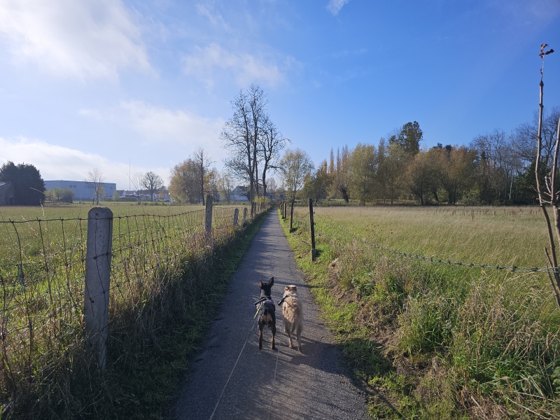 Wandelen in Wolvertem met hond langs trage wegen, het natuurgebied De Wolvertemse Beemden en het bos van de Boskapel in Imde, een deelgemeente van Meise