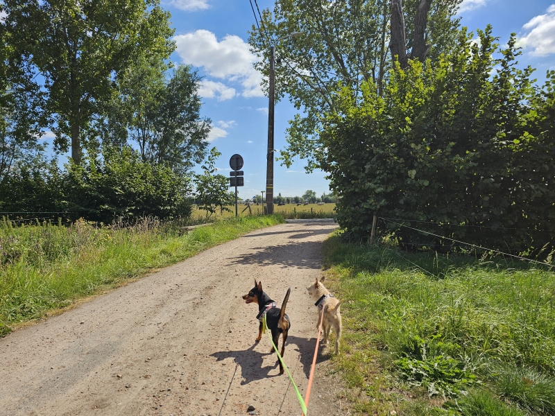 Wandelen in Zele met hond Wandelen in Zele met hond