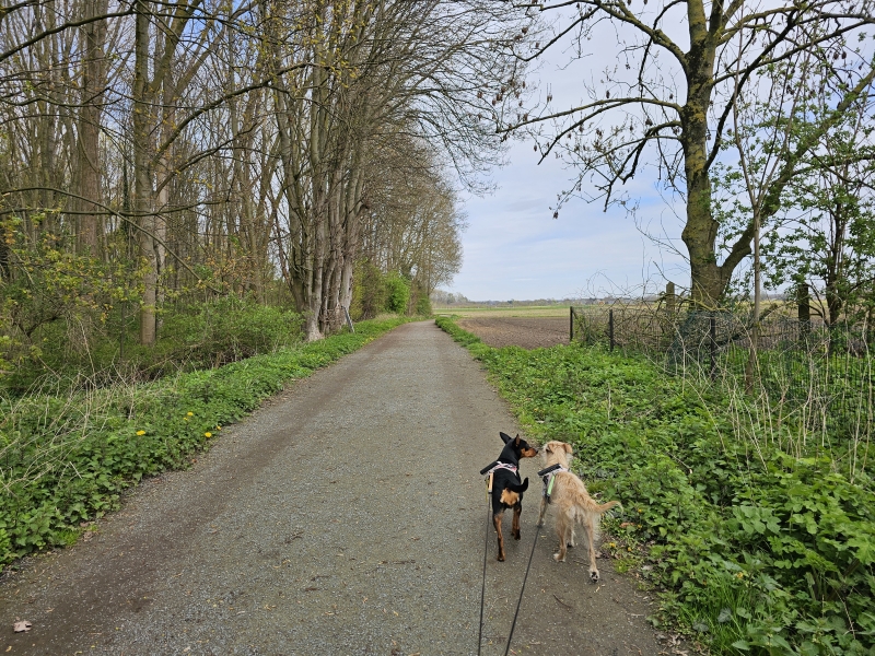 Wandelen in Zemst en omgeving met hond door de natuur