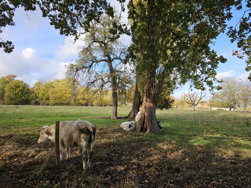 Wandelen in Zemst in de natuur Wormelaar Dalemansbos met hond rode wandeling 4,5 km Wandelen in Zemst in de natuur Wormelaar Dalemansbos met hond rode wandeling 4,5 km