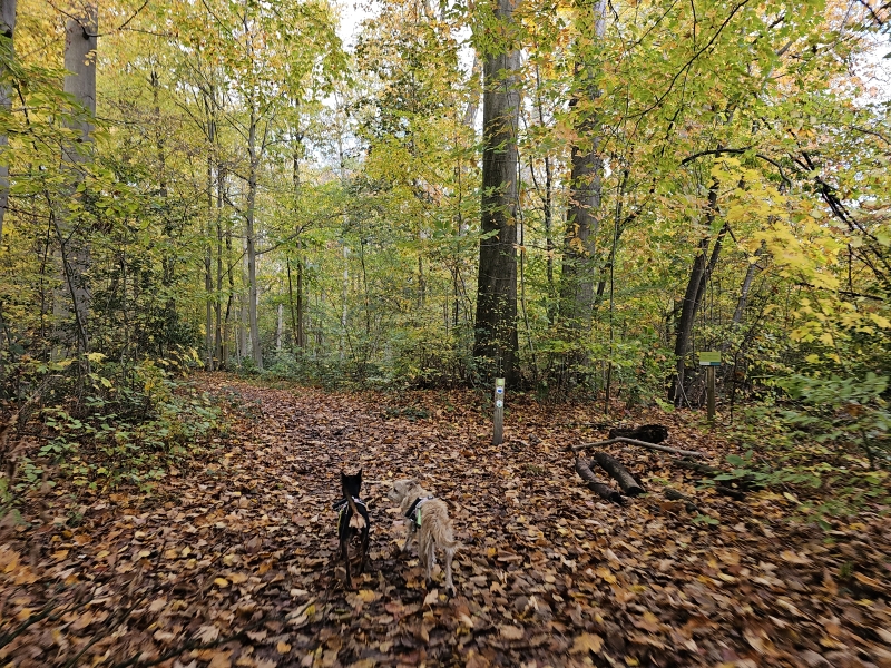 wandelen in Zemst met hond