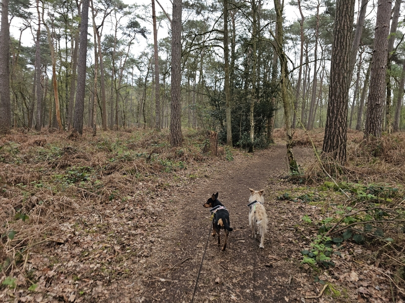 Wandelen in Zoersel door het Zoerselbos met hond Wandelen in Zoersel door het Zoerselbos met hond