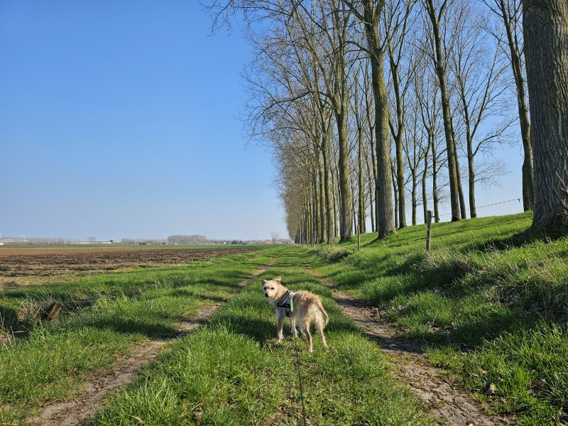 Wandelen Kieldrecht trage wegen