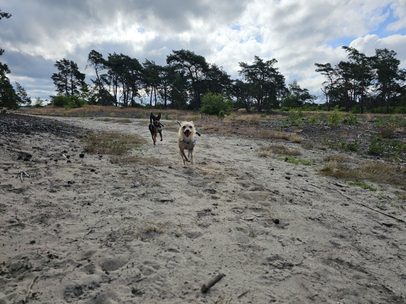 Wandelen Kootwijk Kootwijkerduin met hond